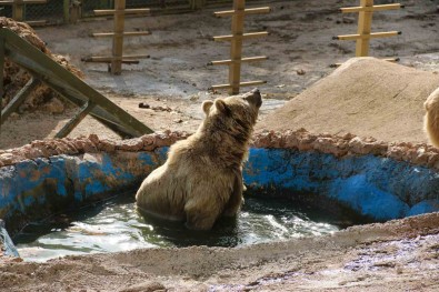 Antalya'da Kis Uykusa Yatamayan Ayilar Havuz Keyfine Ara Vermedi