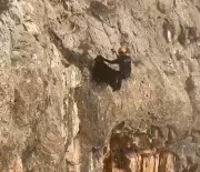 Batman'da 4 Gündür Kayaliklarda Mahsur Kalan Keçiler AFAD Ekiplerince Kurtarildi