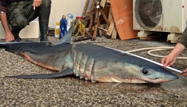 O ilimizde yakalandı: Nesli tükenme tehlikesi altındaki köpek balığı öldü!