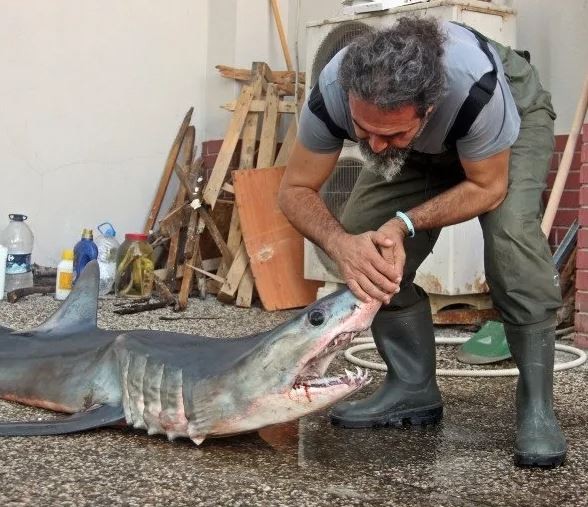 O ilimizde yakalandı: Nesli tükenme tehlikesi altındaki köpek balığı öldü!