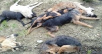 Bilecik'teki Köpek Ölümleriyle Ilgili Yeni Gelisme
