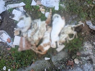 Milas'ta Çöpte Kedi Ölüleri Bulundu