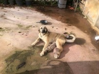 Rize'de Hasta Köpek Tedavi Için Istanbul'a Gönderildi
