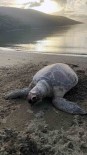 Sahile Ölü Caretta Deniz Kaplumbagasi Vurdu