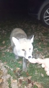 'Gel Oglum' Dedi, Tilkiyi Eliyle Besledi