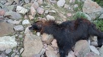 Depremde Telef Olan Hayvanlarinin Yerine Aldigi Hayvanlari Kurt Saldirisiyla Telef Oldu