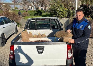 Salihli'de 250 Kilogram Çin Kestanesi Ele Geçirildi