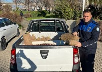 Salihli'de 250 Kilogram Çin Kestanesi Ele Geçirildi