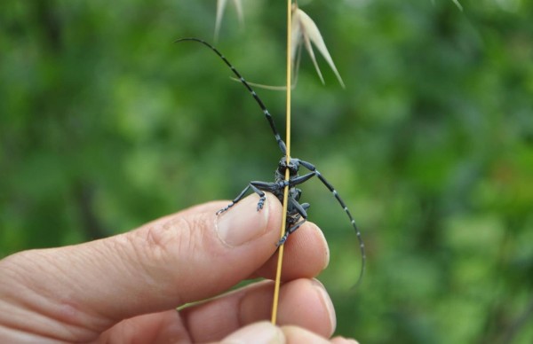 Trabzon'da 'DRAKULA' alarmı! 20 mahalleye yayıldı uzmanlardan acil uyarı geldi