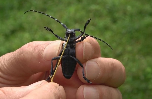Trabzon'da 'DRAKULA' alarmı! 20 mahalleye yayıldı uzmanlardan acil uyarı geldi