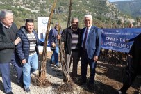 Büyüksehir'den Üreticilere 151 Bin 780 Fidan Destegi