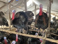 Bu Hindiler Çok Meshur