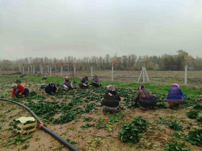 Kis Sofralarinin Vazgeçilmezi Ispanagin Zorlu Hasadi