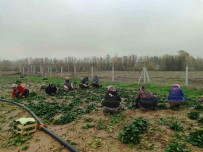 Kis Sofralarinin Vazgeçilmezi Ispanagin Zorlu Hasadi