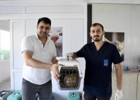 Kusadasi'nda Minik Patili Can Dostlarin Sagligi Emin Ellerde