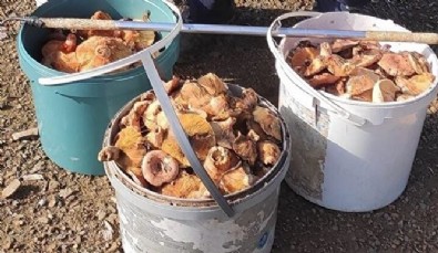 Ormanda toplayıp kilosunu 100 liradan satıyor: Aylık kazancı 90 bin lira
