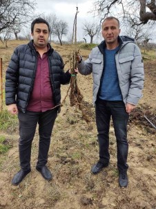 Siirt'te Çiftçilere Yerli Sumak Fidani Dagitildi