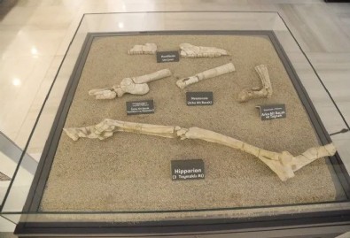 Tam 7.5 milyon yıllık: O ilimizde bulundular!