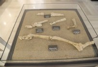 Tam 7.5 milyon yıllık: O ilimizde bulundular!