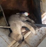 Afyonkarahisar'da Infial Olusturan Görüntüler