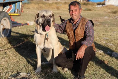 'Aksaray Malaklisi' 3 Bin 500 Yil Öncenin Savas Köpegi