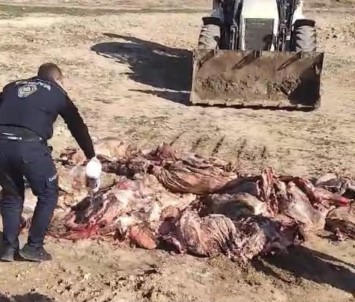 Batman'da 1 Ton 150 Kilo Et Imha Edildi