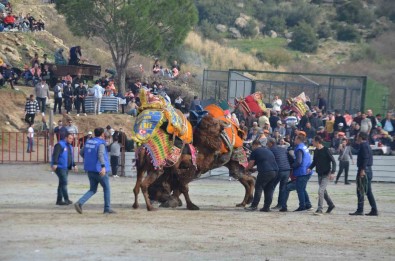 Ege'de Deve Güresi Heyecani Basladi