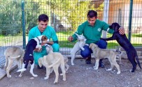 Bozyazi Bakimevi, Sahipsiz Hayvanlari Güvenli Yeri Oldu