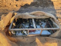 Adana'da Kaçak Avlanan Saka Kuslari Dogaya Salindi