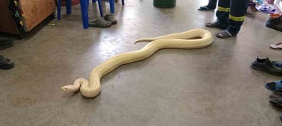 Bangkok'ta Yaklasik 4 Metrelik Dev Piton Bulundu