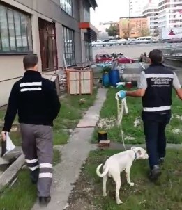 Istanbul'da Köpege Siddet Uygulayan Sahsa 4 Bin 554 TL Para Cezasi