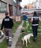 Istanbul'da Köpege Siddet Uygulayan Sahsa 4 Bin 554 TL Para Cezasi