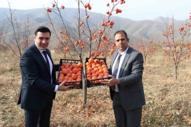 Keban'da Trabzon Hurmasi Hasadi Yapildi