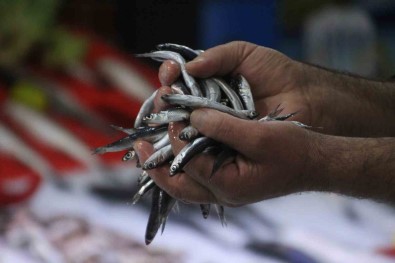 Ordu'da Hamsi 25 Liraya Geriledi Açiklamasi Vatandaslar Yogunluk Olusturdu