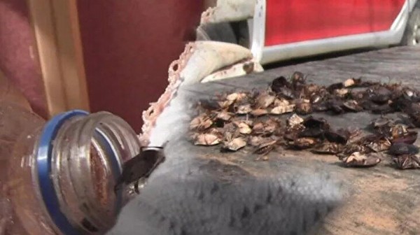 Bulduğunuz yerde öldürün! Türkiye'ye giriş yaptı: Günde 30 kilometre yol kat ediyor bir tanesi bile yetiyor