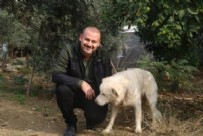 Hatay'da 50 tavuğu kayboldu! Gizemi güvenlik kamerası çözdü...