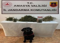 Amasya'da Uyusturucu Operasyonu Açiklamasi 2 Gözalti