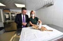 Bayrakli'da Son 4,5 Yilda 20 Bin Sokak Hayvanina Saglik Hizmeti