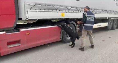 Samsun'da Tirda 3 Kilo 950 Gram Skunk Ele Geçirildi