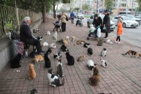 Sokak Kedilerinin 'Kedici Babasi'