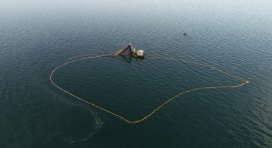 Balıkçıların korkulu rüyası mavi yengeç Karadeniz'de üremeye başladı