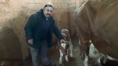 15 Gün Erken Dogan Buzagilara 'Deprem 1' Ve 'Deprem 2' Ismini Verdi