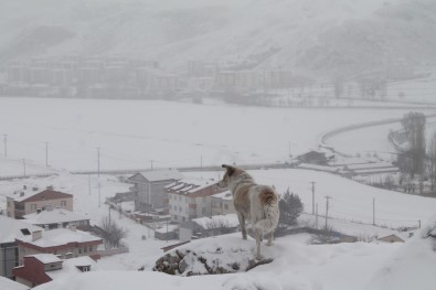 Bayburt'ta Kar Yagisi Ve Dondurucu Soguklar Etkili Oluyor