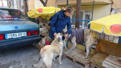 Kulübeleri Kaldirilan Sokak Köpeklerini Altlarina Kilim Serip Yelek Giydirerek Soguktan Korudu