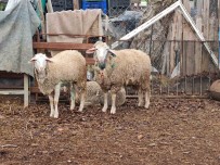 Dama Giren Sokak Köpekleri Koyunlari Telef Etti