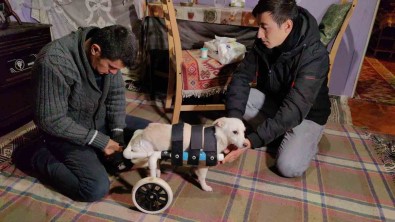 Yolda Buldugu Engelli Köpegi Yaptigi Düzenekle Hayata Bagladi