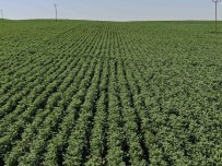 Diyarbakir Tarimi Çigir Açti Açiklamasi 813 Tane Tesis Kuruldu, 452 Milyon TL Karsiliksiz Hibe Aktarildi