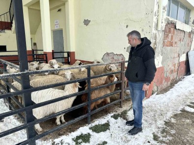 Bu Ilçede Ahirindan Koyununu Alan Depremzedelere Bagisladi