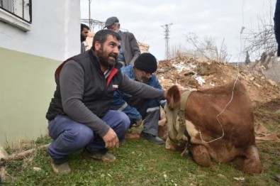 Adıyaman'da enkazdan 15 gün sonra inek çıkarıldı