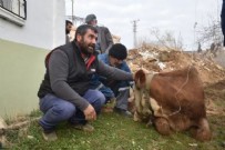 Adıyaman'da enkazdan 15 gün sonra inek çıkarıldı